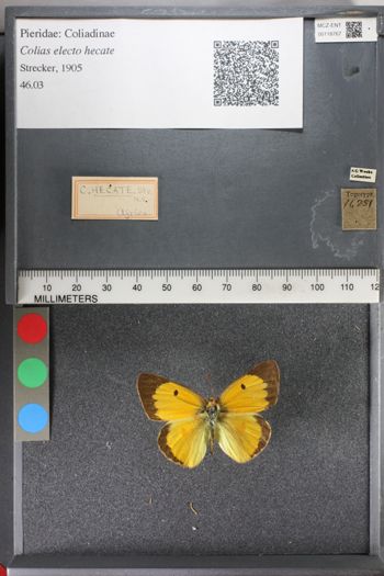 Media type: image;   Entomology 118767